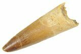 Fossil Spinosaurus Tooth - Real Dinosaur Tooth #363063-1